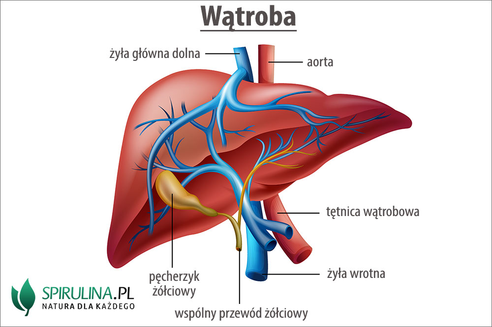 watroba